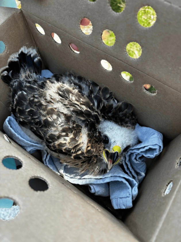Island rescuers return baby hawk to nest | News, Sports, Jobs - SANIBEL-CAPTIVA - Island Reporter, Islander and Current - Vimarsana News